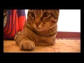 funny happy birt ay images Funniest Happy Birt ay Pictures And Images