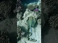 Download Lagu Blue spotted ray, crystal clear water, underwater world, sea animals, Red sea coral reef, Egypt 🇪🇬