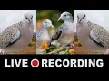 Download Lagu Pancingan perkutut terkukur paling enak didengar, baru putar langsung nyaut burung sekampung