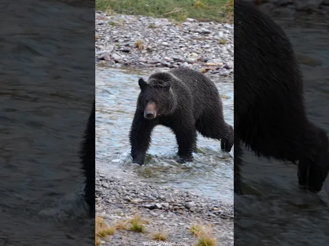 Grizzly Mum 222s Cubs Appear Again in the Valley