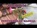 Download Lagu Memaksa Bunga Adenium Menjadi Buah dengan Penyerbukan Manual
