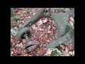 Holston Mountain Plane Crashes and Ghosts Episode 41