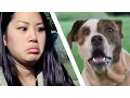 Download People Meet Pit Bulls For The First Time mp4 3gp mp3 videos - waplic