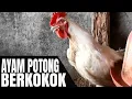 Download Lagu Ayam jago #76 - Suara ayam jantan broiler berkokok | Ayam potong berkokok | Broiler rooster crowing