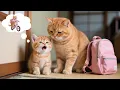 Download Lagu Kitten Ginger Has No Bike for School—Until Mama Cat Enters a Mukbang Contest for Her 🐾💔🚲