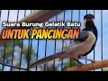 Download Lagu GELATIK BATU GACOR ‼️ SUARA BURUNG GELATIK BATU UNTUK PANCINGAN 