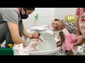 Download Lagu Diana the monkey protects the baby whenever a stranger approaches.