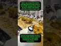 Download Lagu Keberkahan Rosululloh #hajimabrur #umrohsunnah #arabic #shorts #videoshort #viralvideo