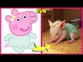 Download Lagu 🐽 Peppa Pig Characters In Real Life! Plus Their Favorite Drinks, Snacks \u0026 More!🐖 | Evie, Peppa