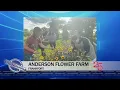 Trendiana U-Pick Flower Farms