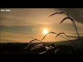 Download Lagu Kembali (Lyrics) kembali steven \u0026 coconut treez #Reggae