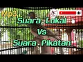 Suara Perkutut Lokal Vs Suara Perkutut Pikat mp3