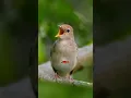 Download Lagu SUARA MASTERAN SIKATAN LONDO SHORT#nightingale #sikatanlondo #birds #shorts #shortvideo#birdsounds