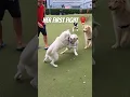 Download Lagu 2 white HUSKYS fight 🥊 at the DOG PARK 🫣 #husky #fight