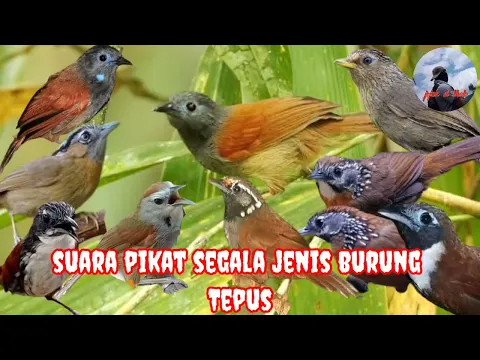 Download MP3 suara pikat semua jenis burung tepus pasti ampuh dan anti zonk jejak si thole #part 100