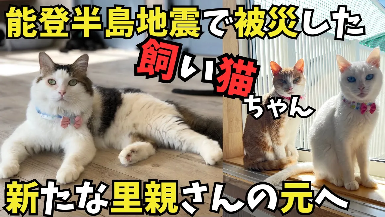 能登半島地震での飼い猫ちゃんが新しい飼い主さんの元へ