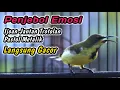 Download Lagu SOGON TROTOLAN NGRIWIK NEMBAK PENGGACOR UNTUK SEMUA SOGON DISITU‼️AWAS SOGONMU LANGSUNG RESPON GACOR
