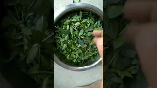Harvesting And Making From Henna Tree Leaves Henna Mehndi Homemade Shorts Harvest Diy Trending Tree 