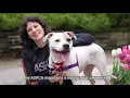 About the ASPCA