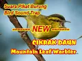 Download Lagu CIKRAK DAUN GACOR | CIKRAK DAUN PIKAT | SUARA PARE PARE GACOR