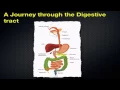 Following Digestion of a Meal - Section 35 1