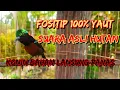 Download Lagu SUARA KOLIBRI NINJA ASLI ALAM LIAR❗pancingan kolibri ninja bahan cepat gacor...!!!