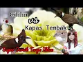 Download Lagu SUARA CILILIN DAN KAPAS TEMBAK