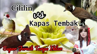 suara cililin dan kapas tembak