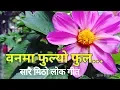 Download Lagu वनमा फुल्यो फुल Banma Fulyo Ful | New Lok Dohori Song 2075 / 2018