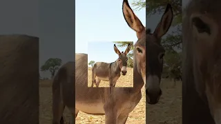 علاقة السحر بـ الحمار كيف تسحر المرأة زوجها Shorts 