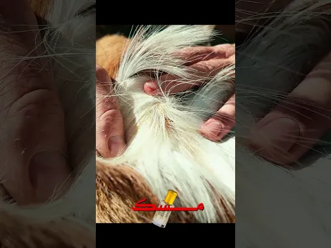 صيد غزال المسك❌🤮