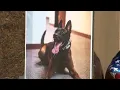 Procession and memorial for Burbank police K-9 killed on duty