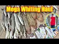 Download Lagu OUR BEST CATCH YET!! King George Whiting Were on FIRE 🔥