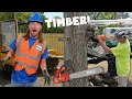 Download Lagu Klusjesman Hal zaagt bomen! Kettingzaagactie, hoogwerker en stronken frezen | Plezier met het sno...