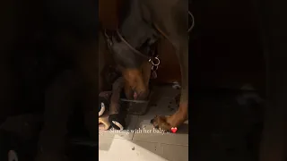 #Fyp #dream #sailing  #doberman #pets