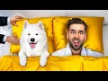 Download Lagu Ik Test Een 5-Sterren Hotel Voor Honden! *Duur*