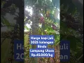 Download Lagu harga kopi juli 2025 kalangan Bindu,pekurun, way kunang Lampung Utara anjlok bos ku #kopi,#lampung