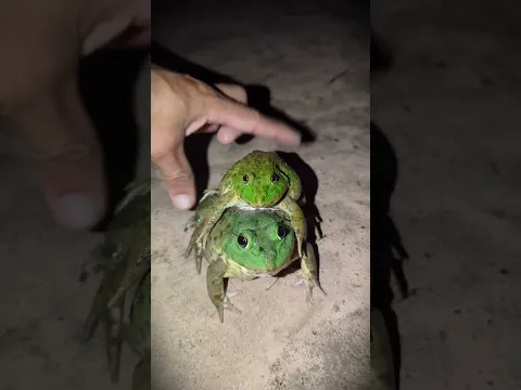 Funny! Catch the frog from behind funny | Catch Cute Frogs Funny