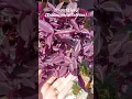 Download Lagu Balkon çiçekleri / Best plants for Balconies
