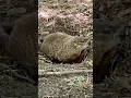 Download Lagu [かわいい動物 Cute Animals] (グラウンドホッグ Groundhog - 03 ) #cute #cuteanimals #animals #wildlife