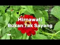 Lagu Mirnawati - Bukan Tak Sayang (Musik Video)