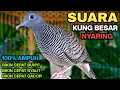 Download Lagu Perkutut Lokal Gacor Suara Kung Besar Pancingan Burung Perkutut Agar Bunyi.