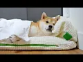 Download Lagu My Shiba Inu’s Morning Routine