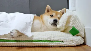 My Shiba Inu’s Morning Routine