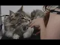 Lagu Giant Maine Coon cat ATTACKS groomer