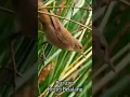 Download Lagu suara unik burung kecici belalang !! #short #shorts #misteri #mitos