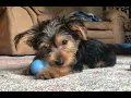 Adorable 12 week old Yorkie playing