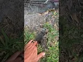 Remember this when predator proofing your chicken run