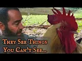Download Lagu How Chickens See the World (Its CRAZIER Than You Think)
