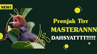 masteran prenjak betina corr bikin ngilu musuh prenjak tir cocok untuk murai ijo kacer cendet